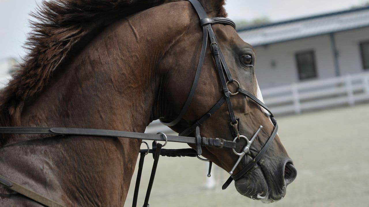Caballos de carreras sacrificados para snacks en los Países Bajos