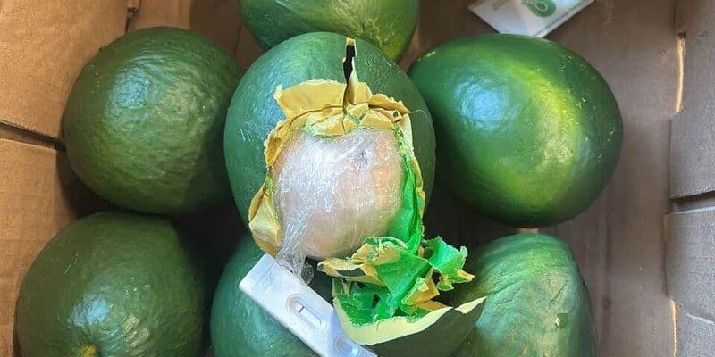 Cocaína en falsos aguacates