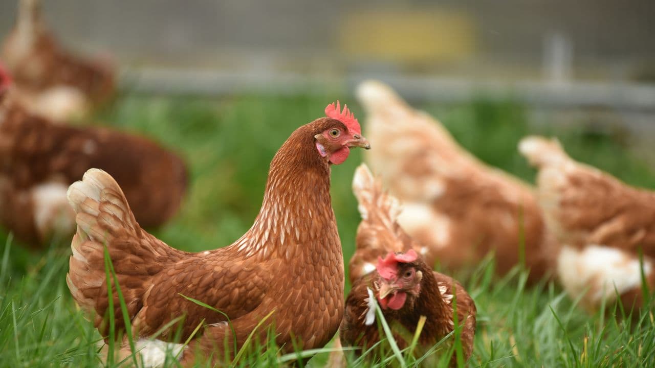 Gallinas 