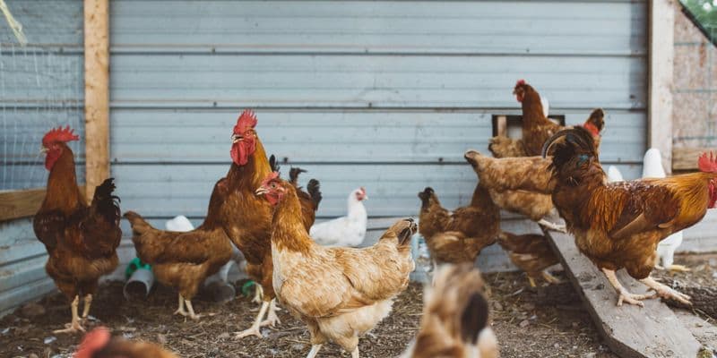 Países Bajos ordena encerrar a todas las aves de corral por gripe aviar