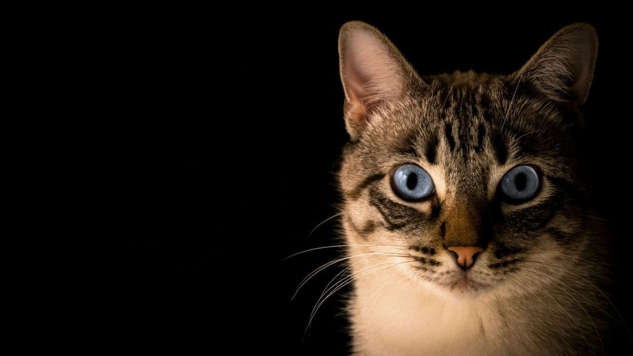 Gato 