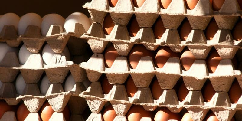 Lombrices de tierra, principal fuente de PFAS en huevos de corral en Holanda