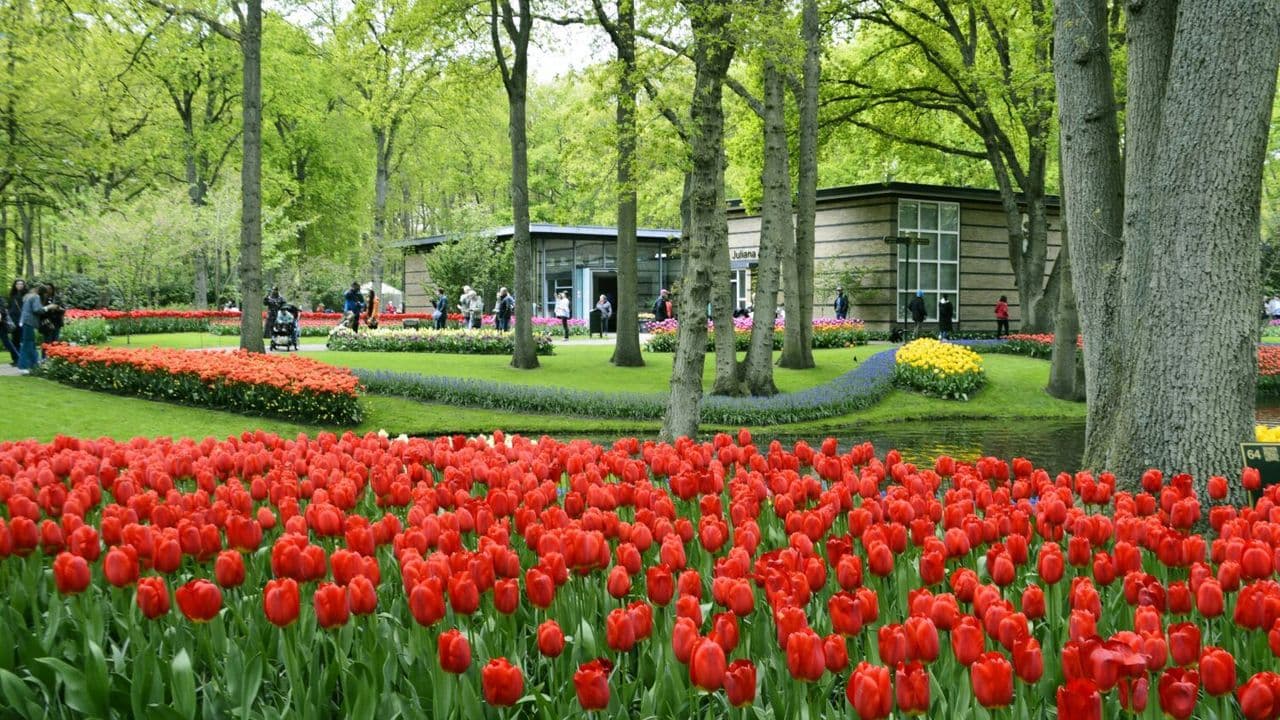 Keukenhof 
