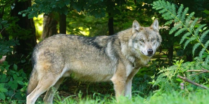 Incremento de ataques de lobos en los Países Bajos