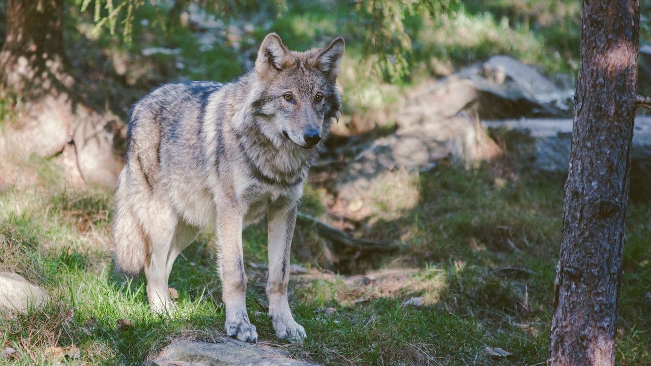 Lobo
