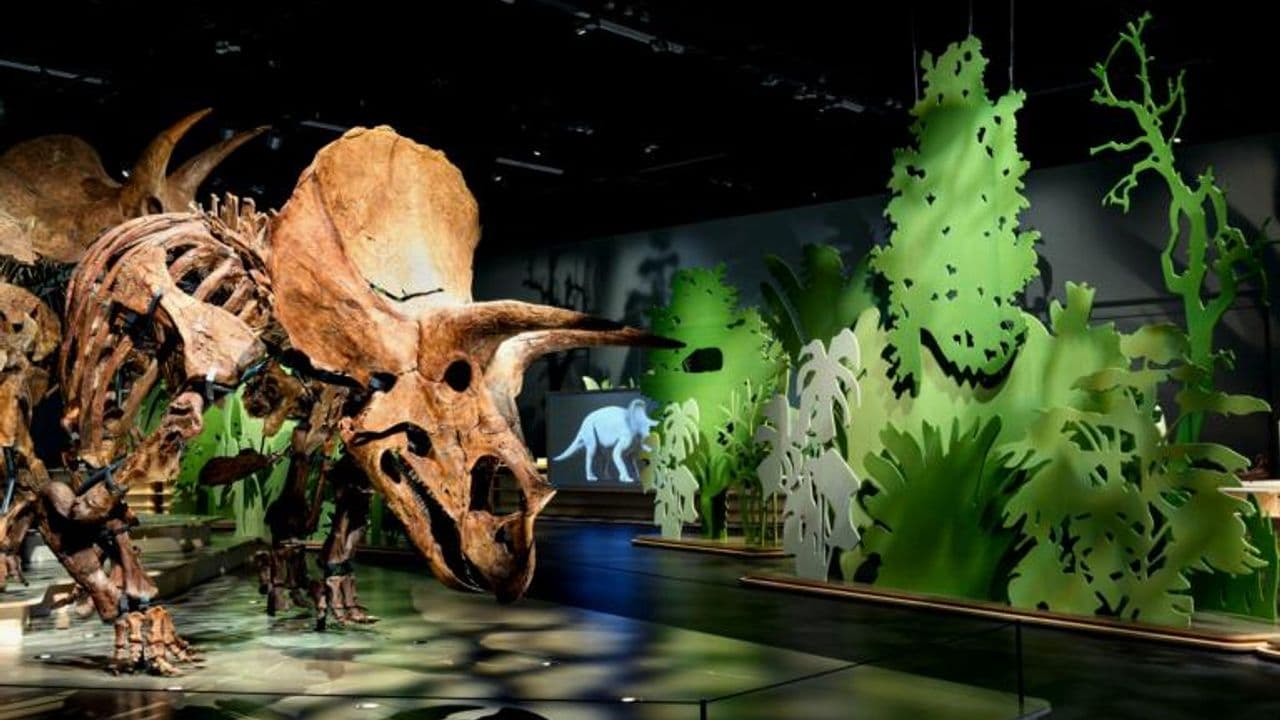 Exposición única en Leiden: una manada de triceratops llega al museo Naturalis