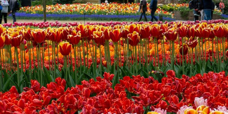 ¡Tulipanes para todos! Así se celebra el Día Nacional del Tulipán en Ámsterdam