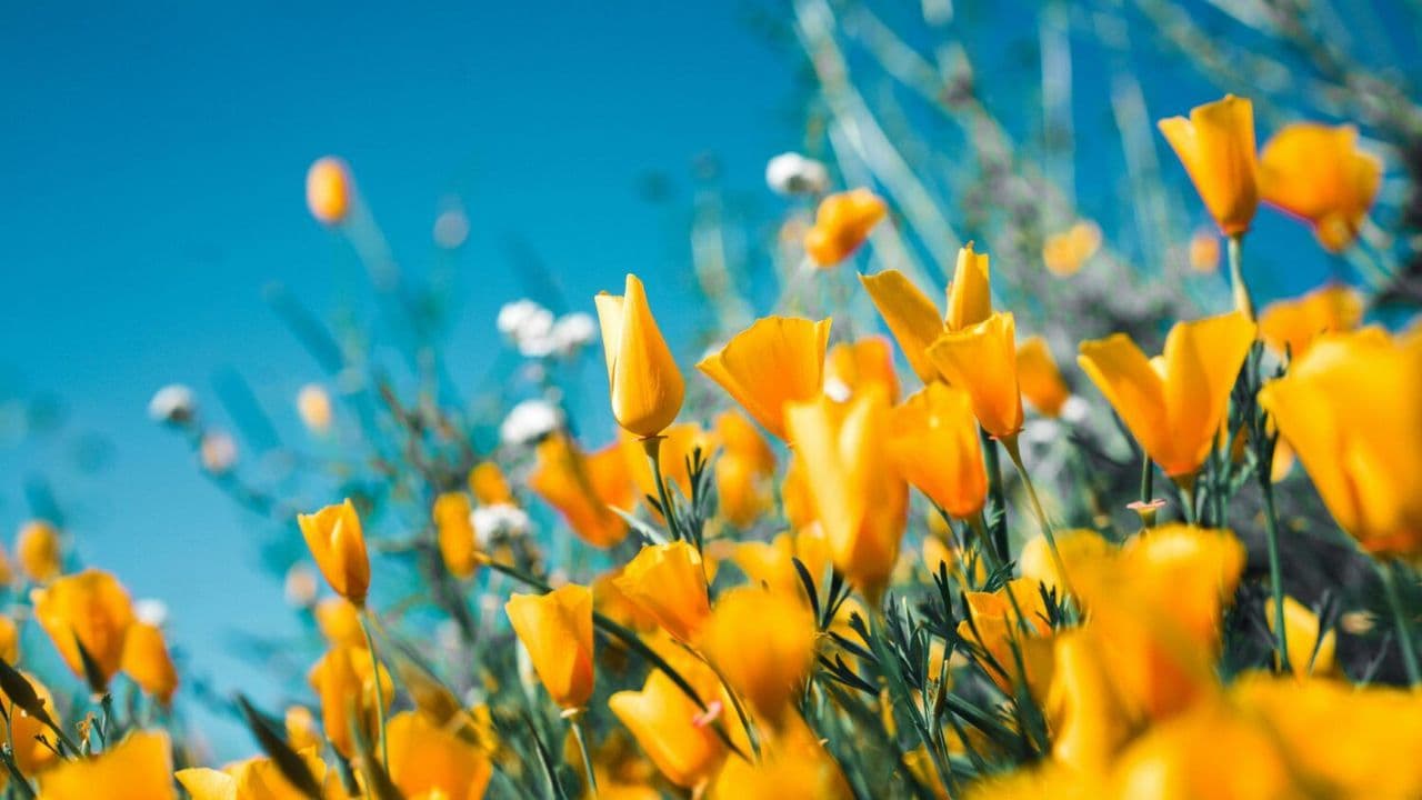 Tulipanes
