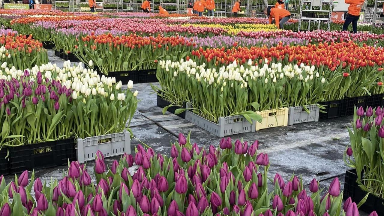 Tulipanes 