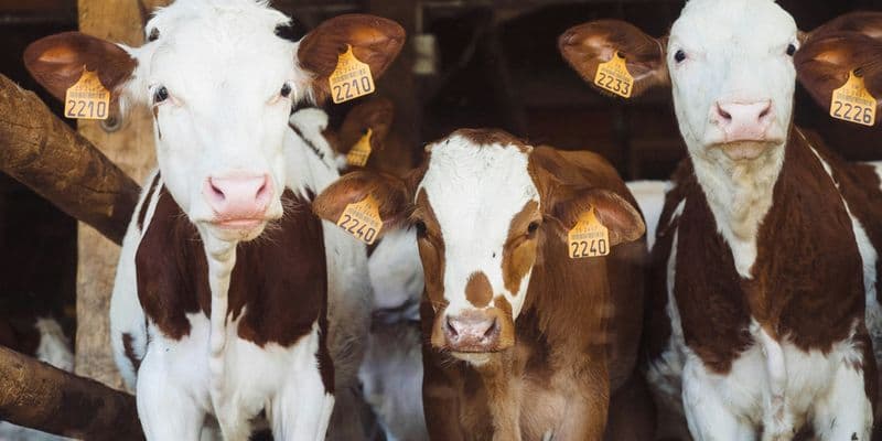 Países Bajos prohíbe transporte de terneros por brote de fiebre aftosa