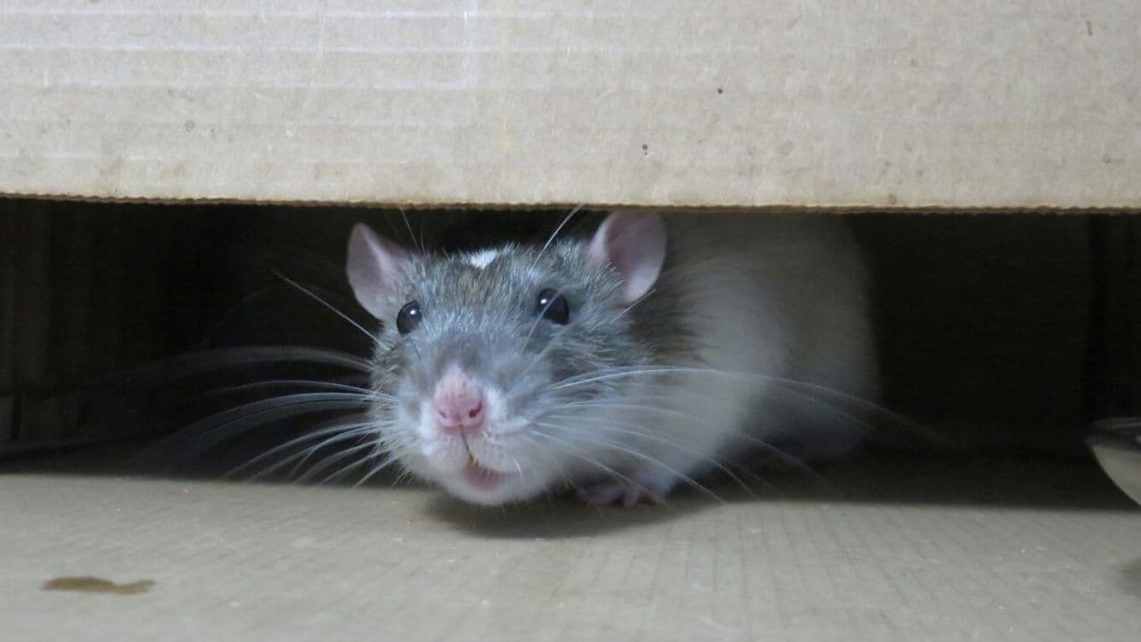 Ratón