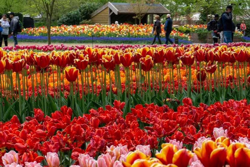 Tulipanes