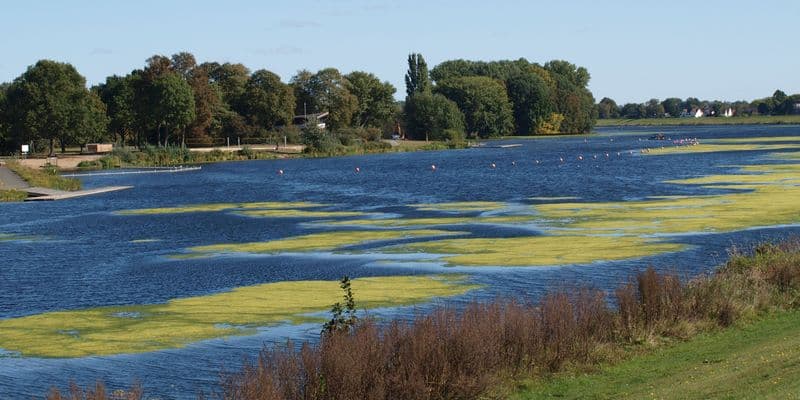 Lago cubierto de algas
