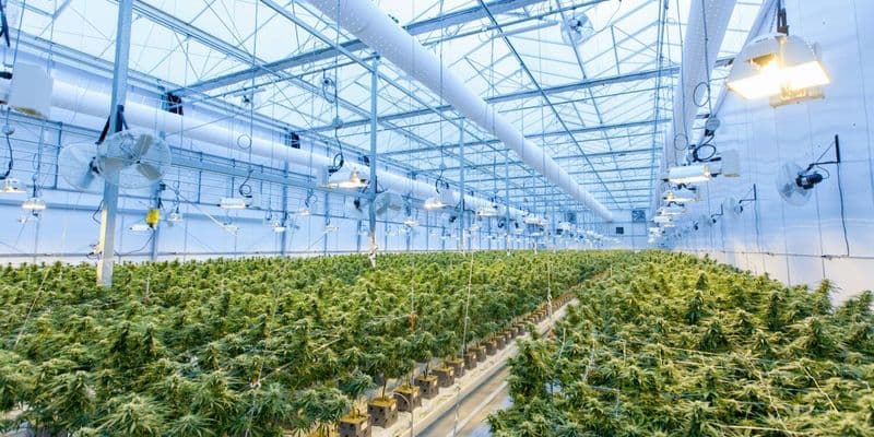 Cultivo de cannabis
