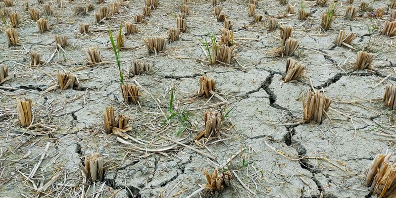 Cultivos en campo seco