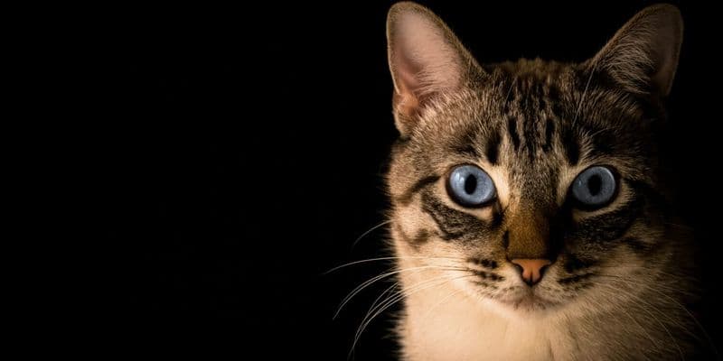 Gato