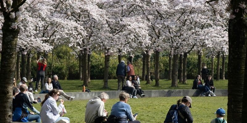 Gente en un parque de cerezos en Amsterveen