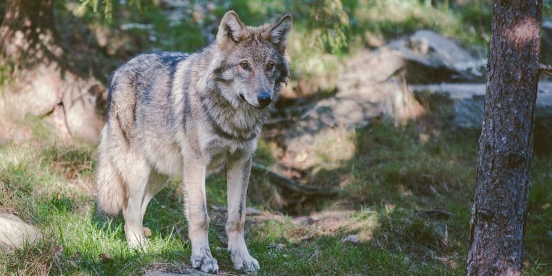 Ataque de lobos en Ede deja 41 ovejas muertas