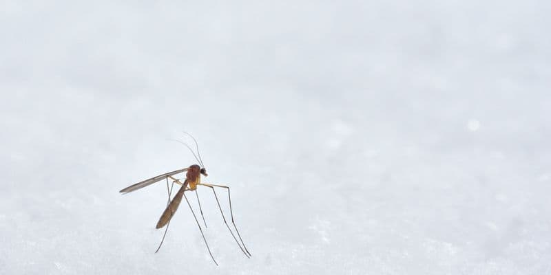 Brotes de dengue en Curazao resultan en tres fallecimientos