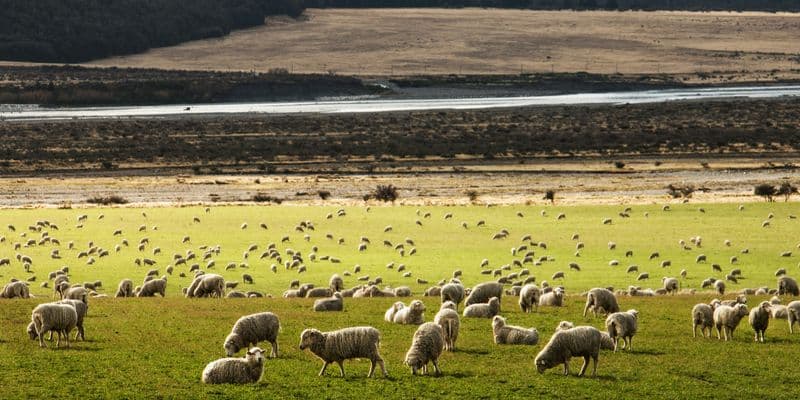 El virus de la lengua azul se propaga en los Países Bajos