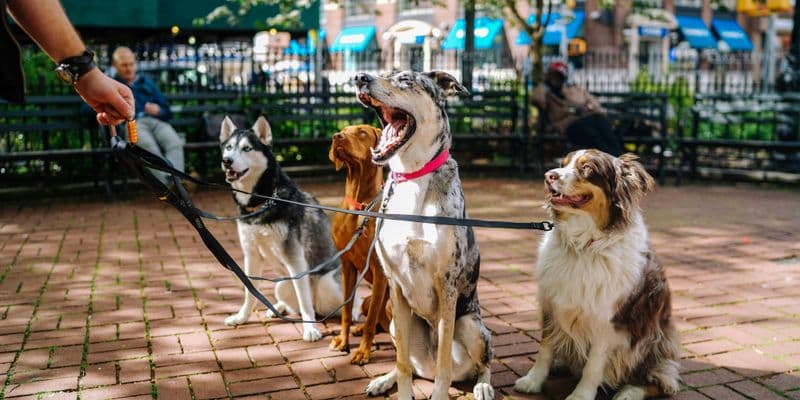 Tragedia en perrera de Utrecht: Diez perros hallados muertos