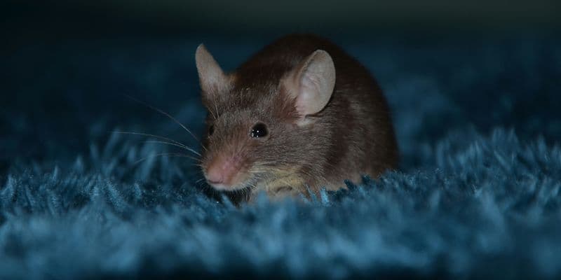 Ratón