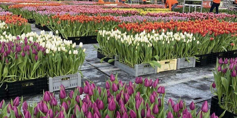 Tulipanes