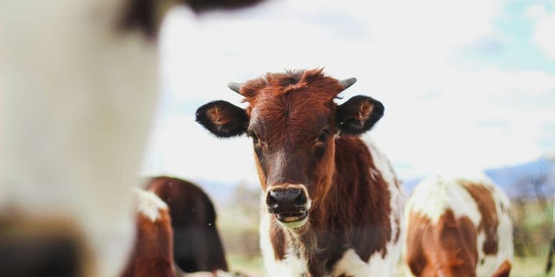 Vaca