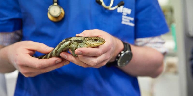 Veterinario examinando una tortuga