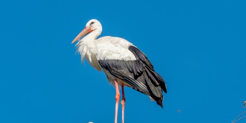 Cigüeña en un tejado