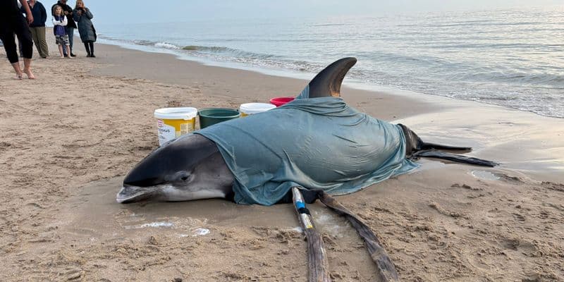 Delfín en Egmond aan zee
