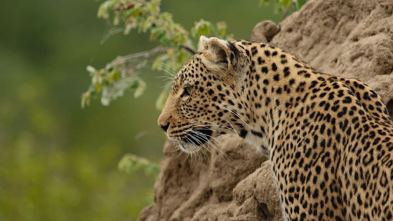Un leopardo persa en el recinto de un parque de safari