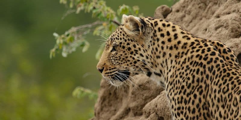 Un leopardo persa en el recinto de un parque de safari
