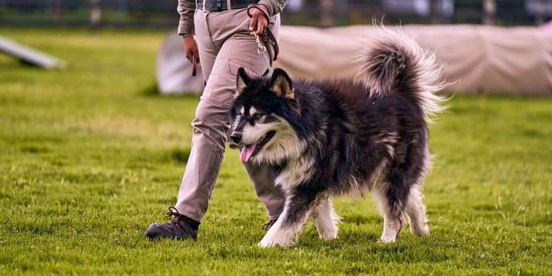 Un dueño participa con su perro en una sesión de adiestramiento y manejo seguro