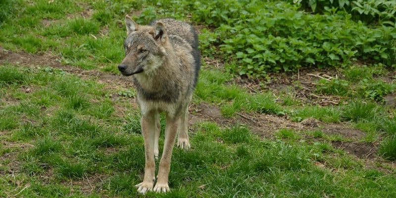 Un lobo en una reserva natural