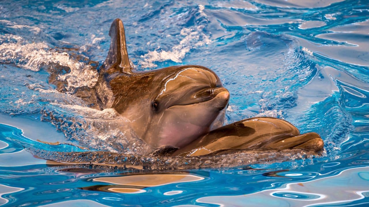 Delfines mulares nadando en una piscina de un parque marino