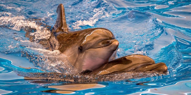 Países Bajos prohibirá la cría de delfines en cautiverio