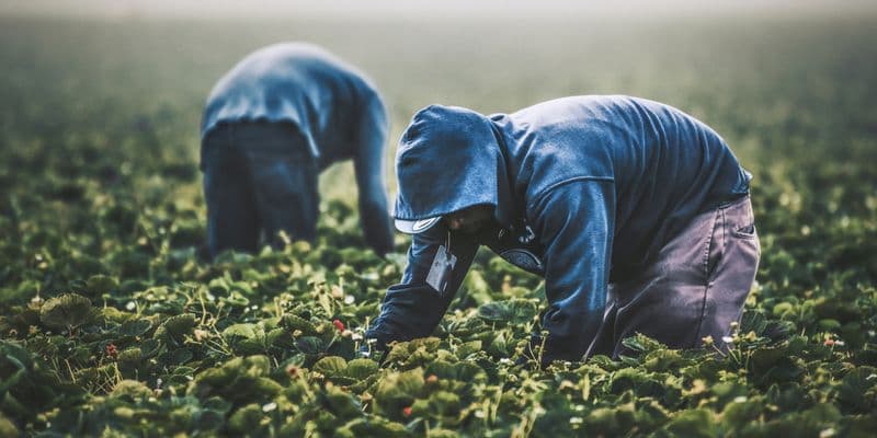 Trabajadores en el campo