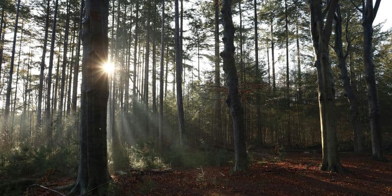Arboleda en Hilversum - Foto de Iuliia Dutchak en Unsplash