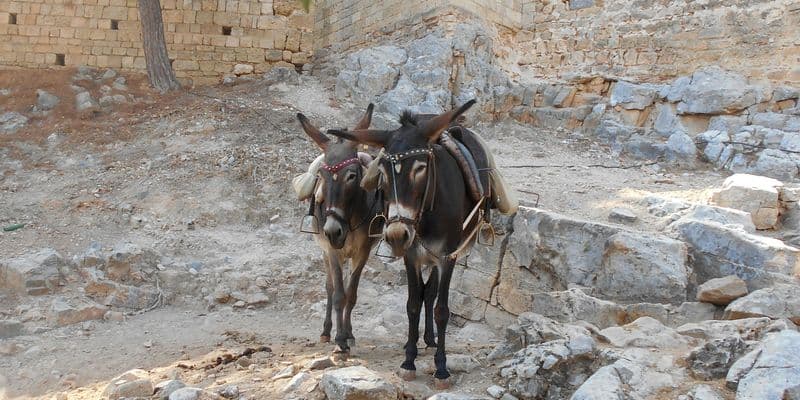 Burros
