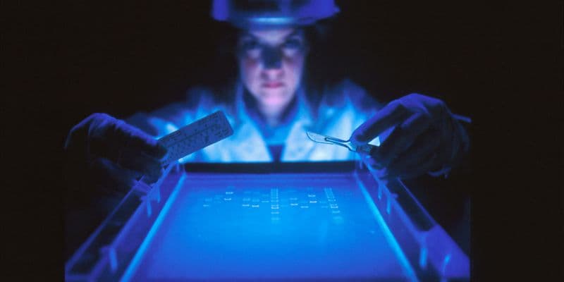 Polémica en Holanda por el uso de ADN en investigaciones criminales