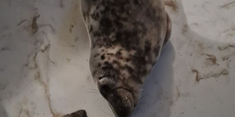 Una foca se cuela en una habitación de hotel en Vlissingen