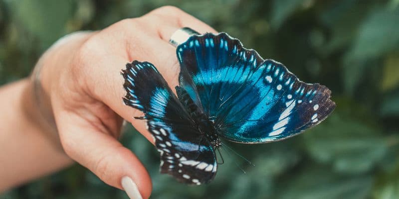 Mariposa azul