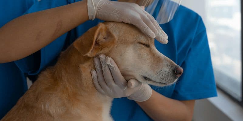 Clínicas veterinarias en Países Bajos: ¿cuidan a tu mascota o a sus beneficios?