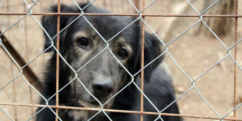 Perro en refugio