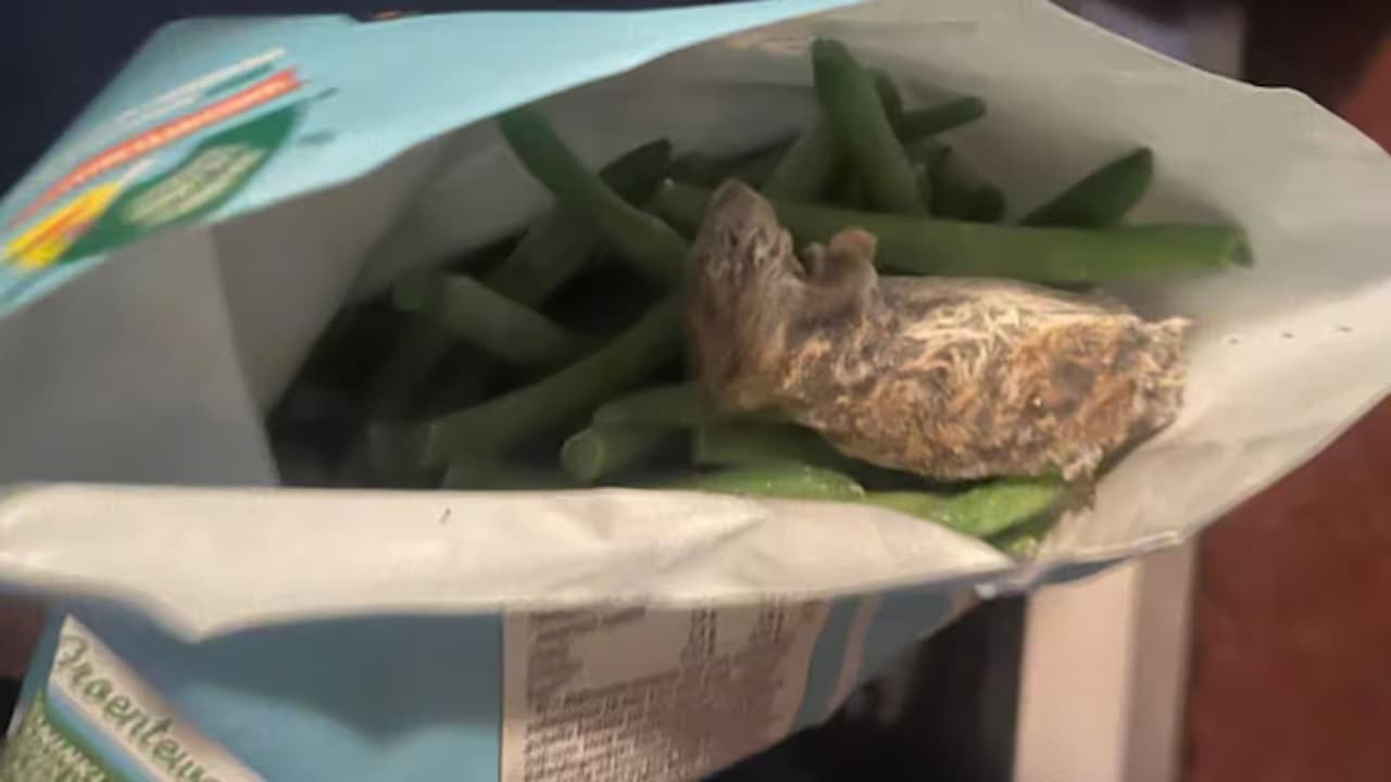 Ratón en una bolsa de judías congeladas
