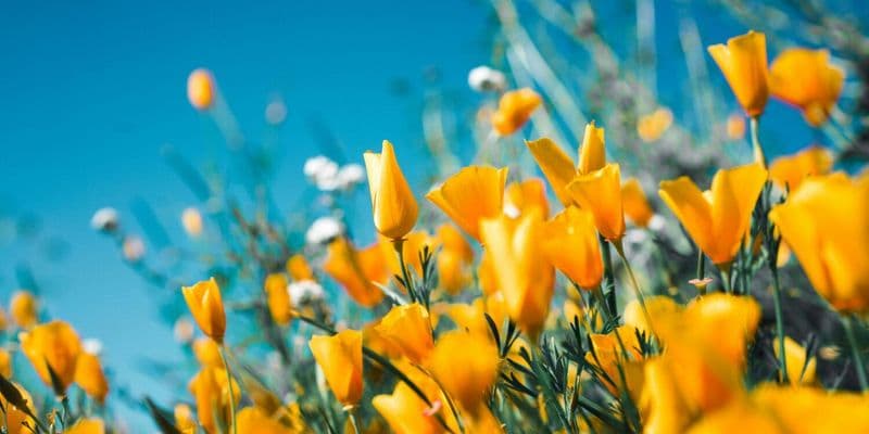Las plantas de primavera florecen un mes antes debido al cambio climático