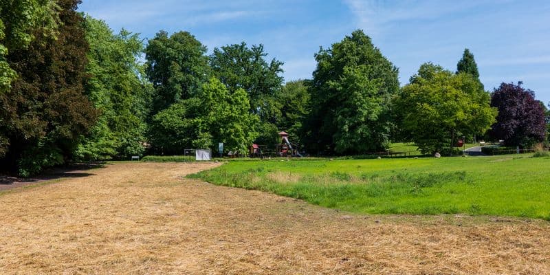 Parque público con plantas marchitas por la sequía